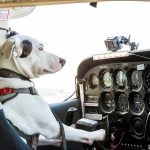 Odisseia dá a conhecer o primeiro cão piloto da história