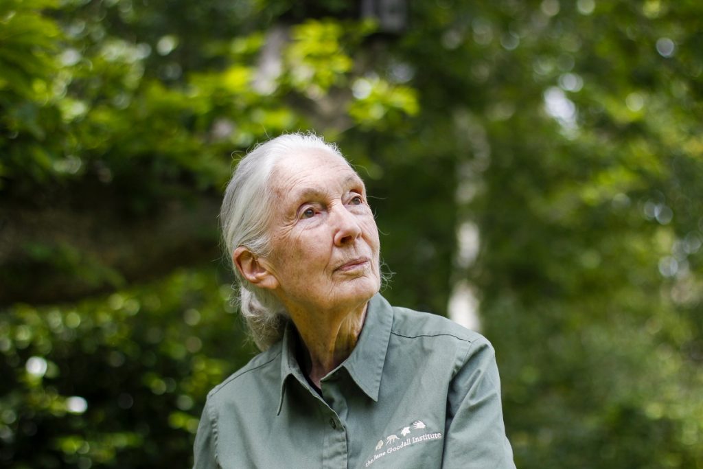 El canal de televisión Odisea estrena la segunda temporada de ‘Jane Goodall: La esperanza de los chimpancés’