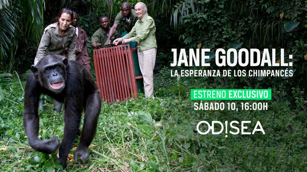 El canal de televisión Odisea estrena la serie documental ‘Jane Goodall: La esperanza de los chimpancés’