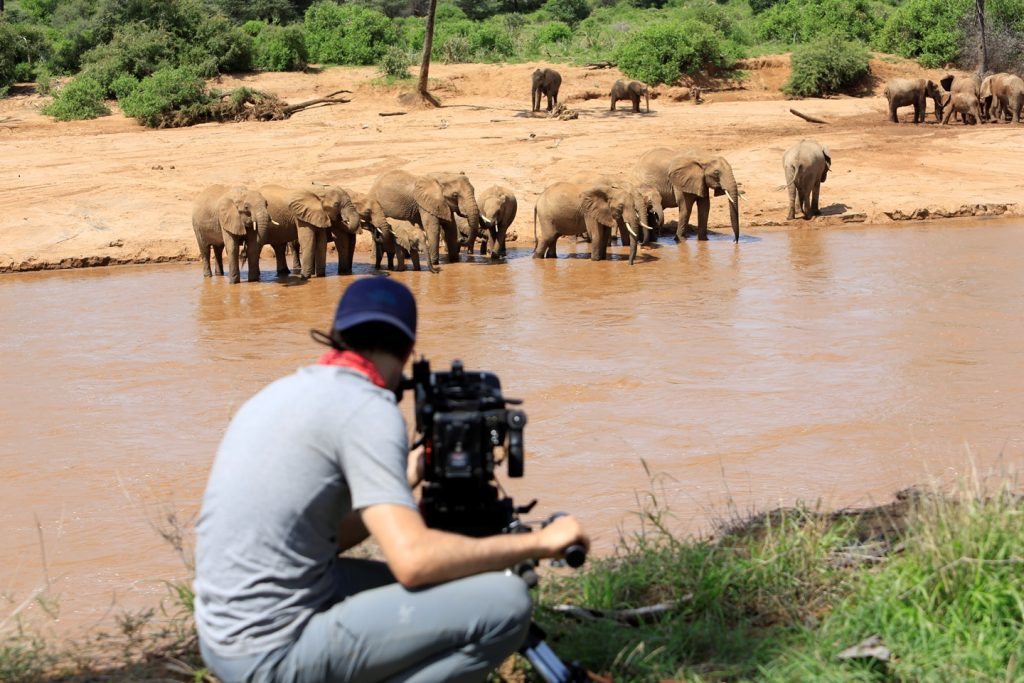 Odisseia exibe mais de 25 horas de programação dedicada à fauna africana
