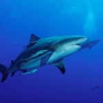 “Miedo a los tiburones”, en Odisea