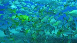 Odisseia convida espectadores a mergulhar na segunda temporada de `Planeta Azul Selvagem´