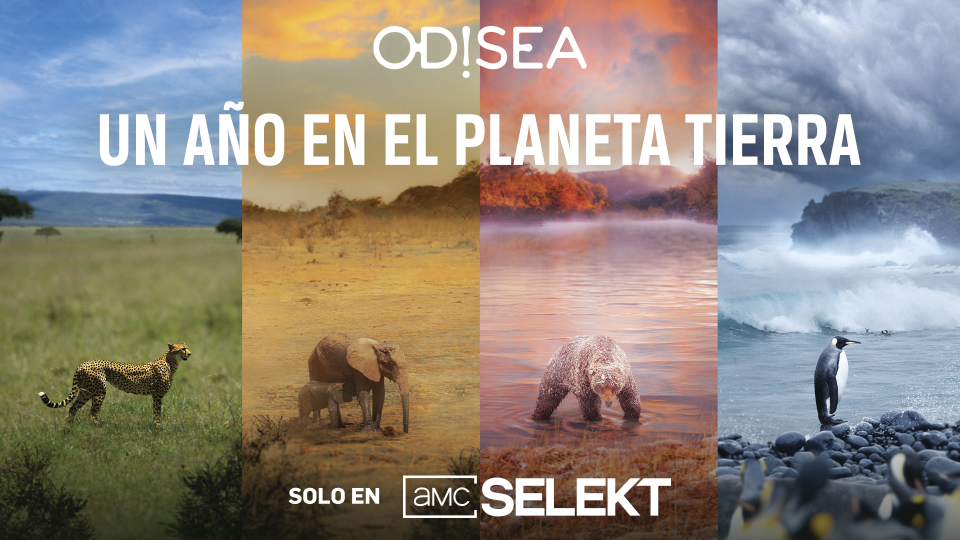 Odisea estrena en exclusiva ‘Un año en el planeta Tierra’, un viaje a través de los cambios que experimenta la fauna según la estación